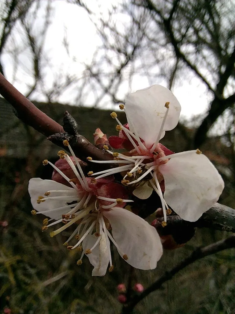 Чайная беседка