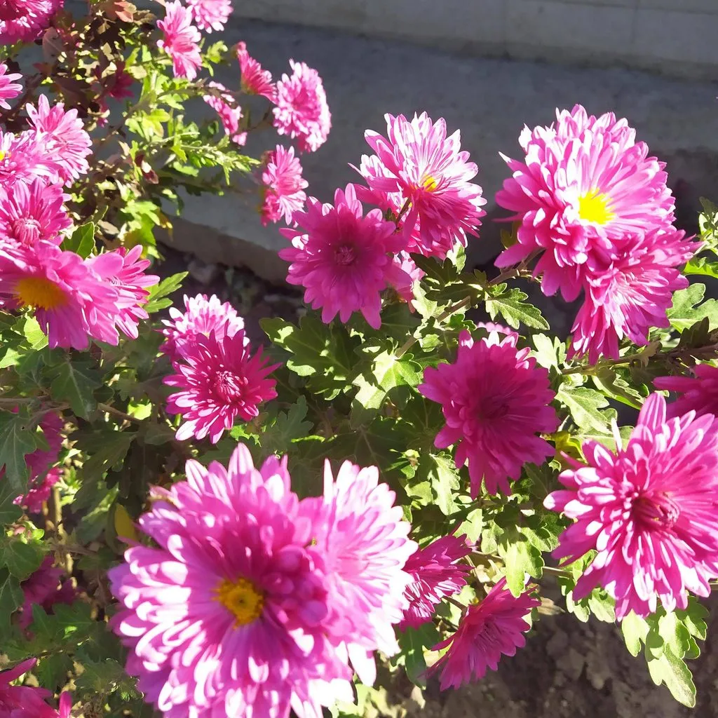 Чайная беседка