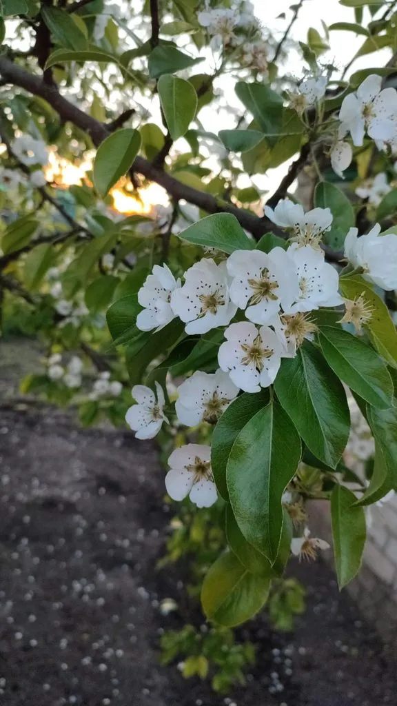 Чайная беседка