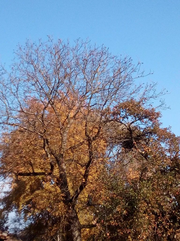 Чайная беседка