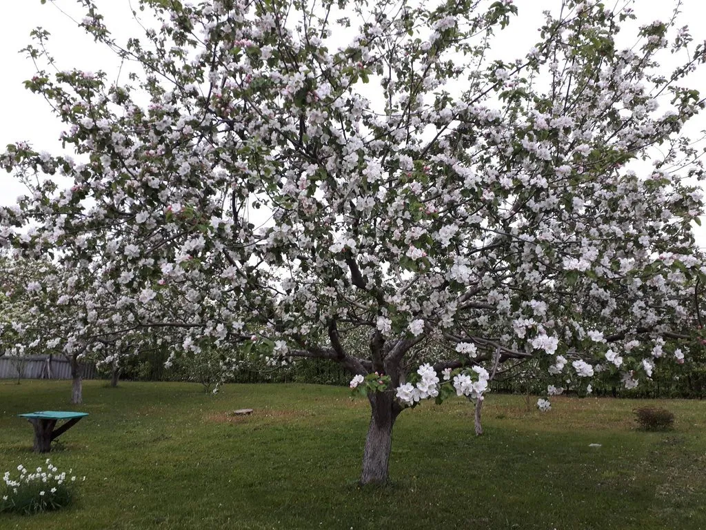 Чайная беседка