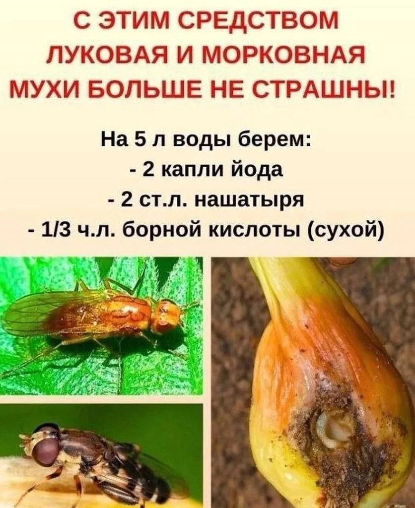 Садово-огородная  инфографика