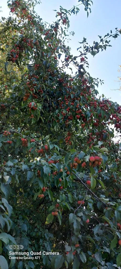 Чайная беседка