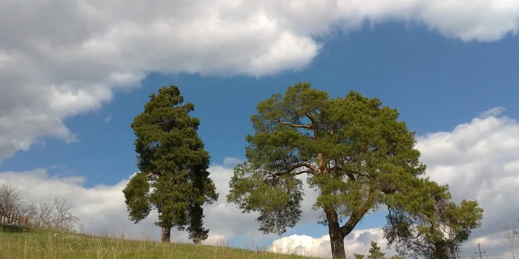 Такое разное небо