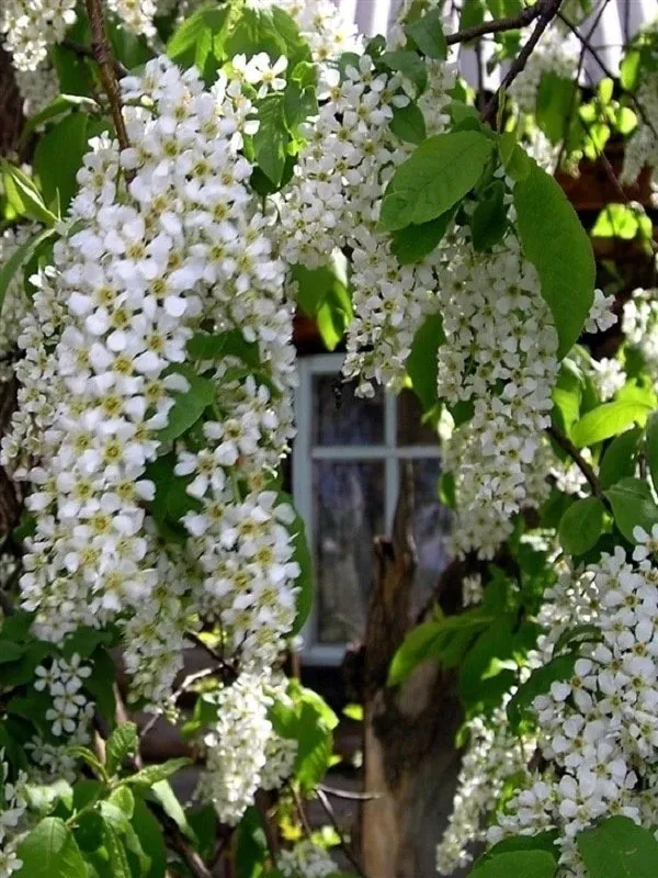 Кафе "У пани Сони"