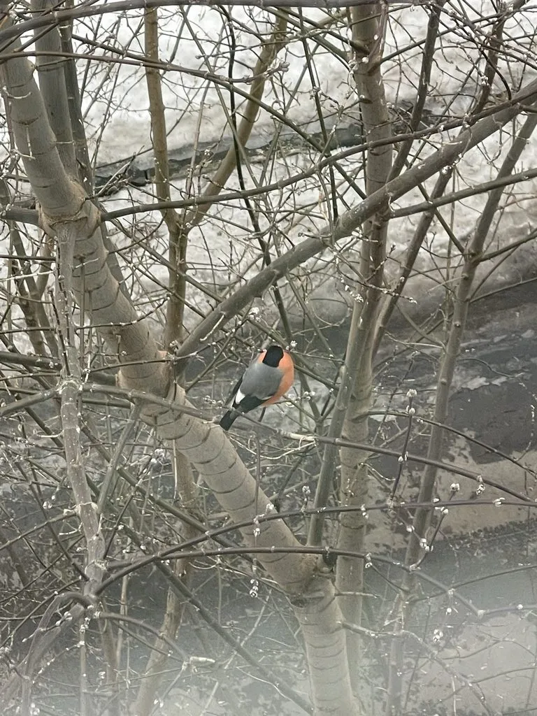 Tapтaлeтки & Ко