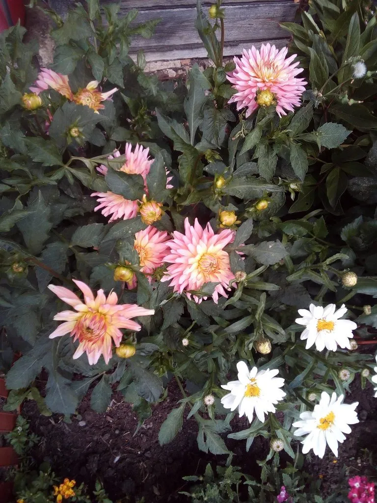 Чайная беседка