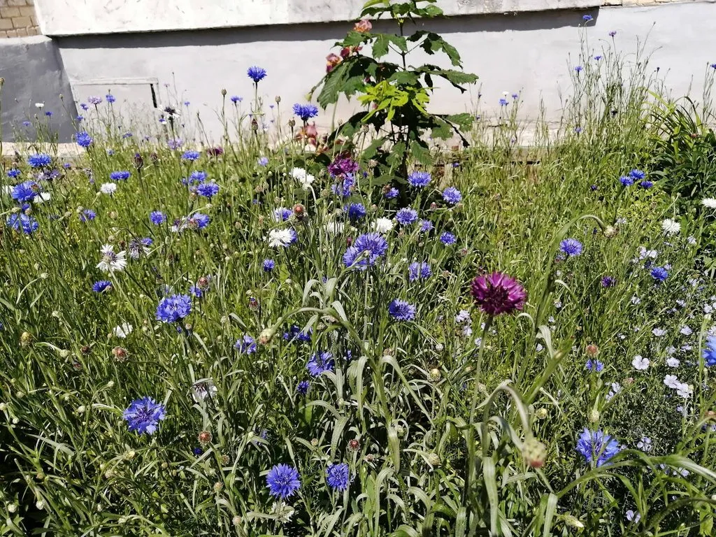 Чайная беседка