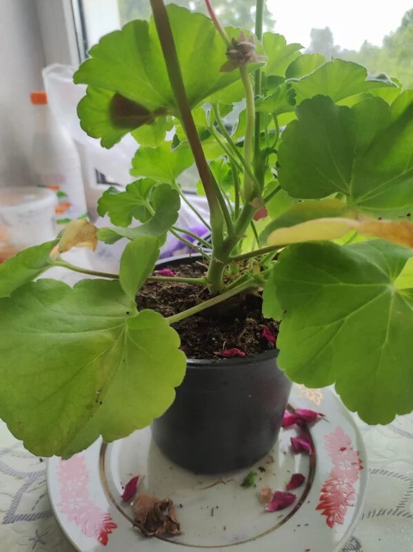 Чайная беседка