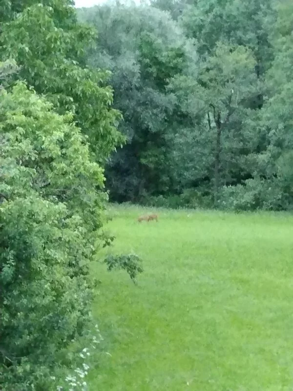 Чайная беседка