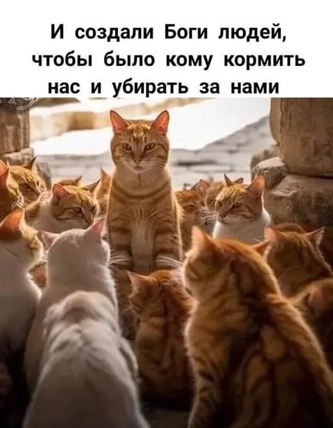 Кто сказал "Мяу"?