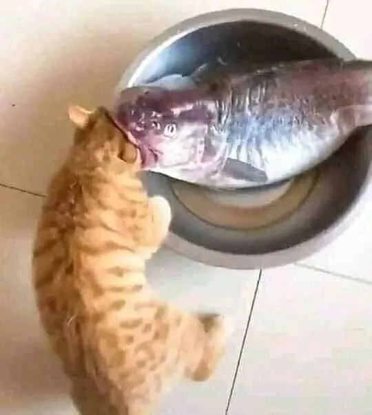 Кошичкина полиция