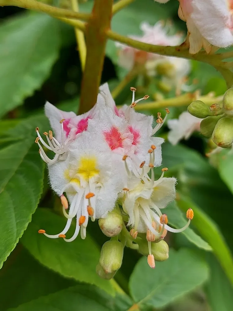 Чайная беседка