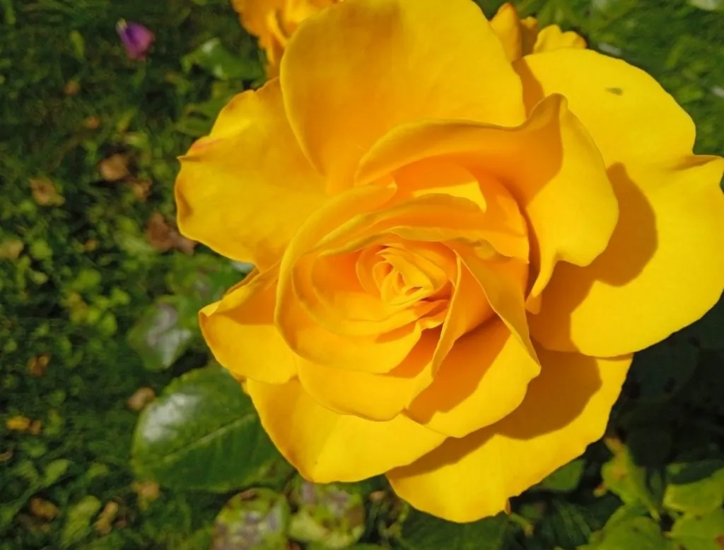 Чайная беседка