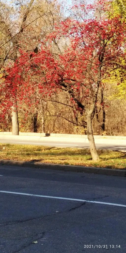 Tapтaлeтки & Ко