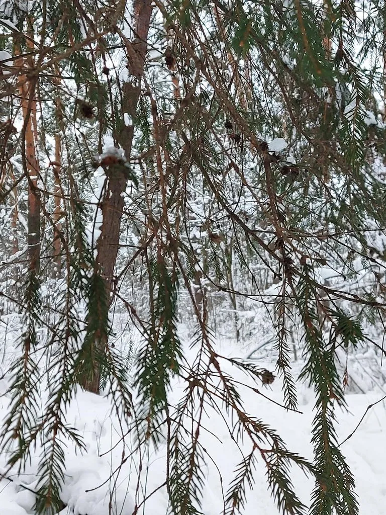 Tapтaлeтки & Ко