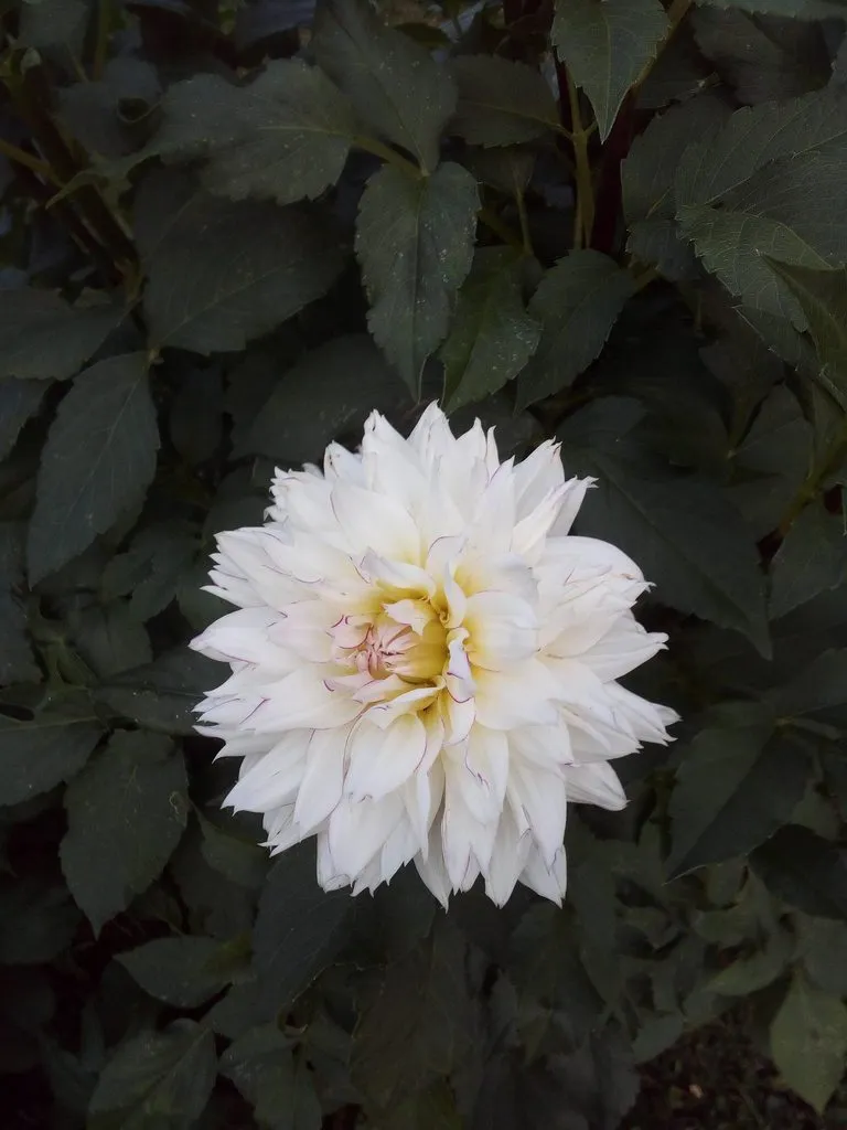 Чайная беседка