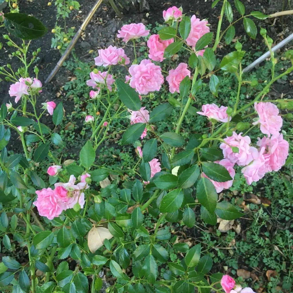 Чайная беседка