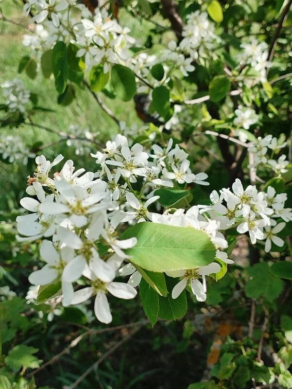 Чайная беседка