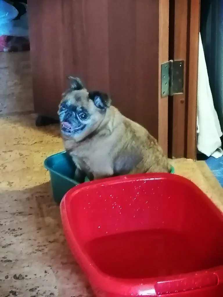 Tapтaлeтки & Ко