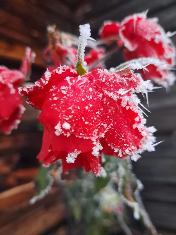 Чайная беседка