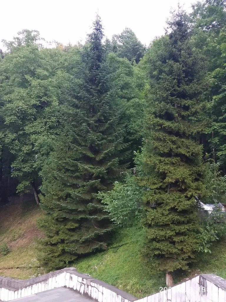 Tapтaлeтки & Ко