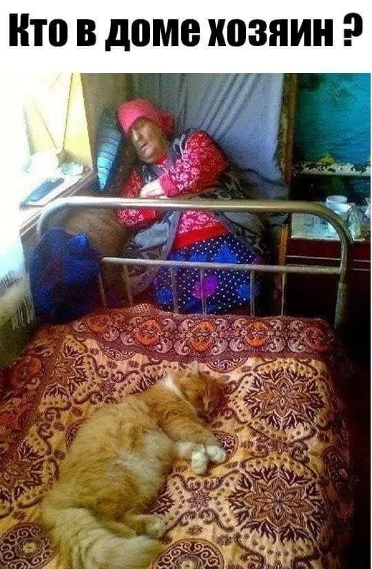 Эти забавные животные