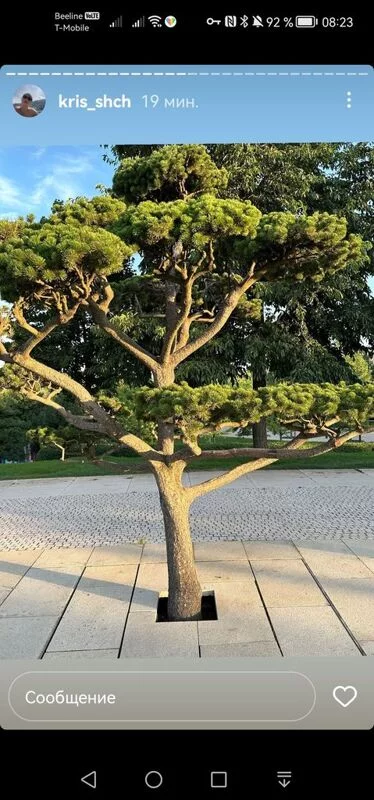 Чайная беседка