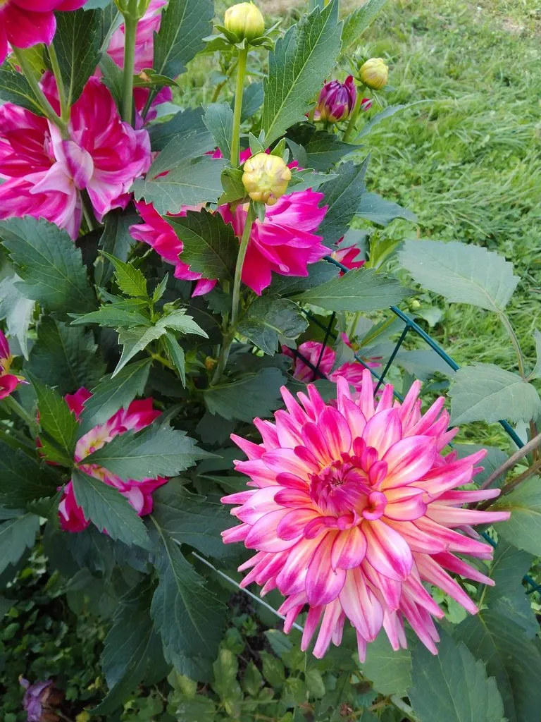 Чайная беседка