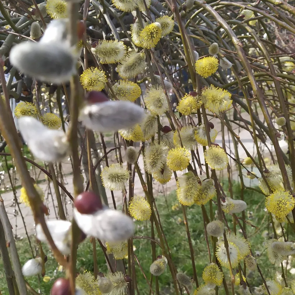 Чайная беседка