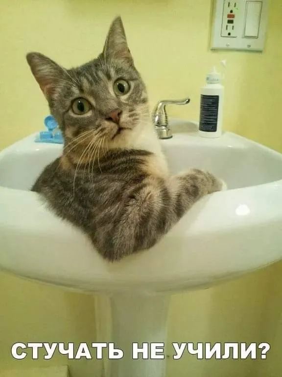 Кошичкина полиция