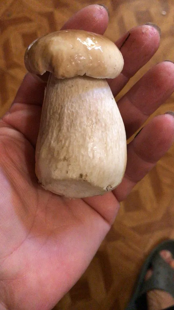 По грибы с лукошком