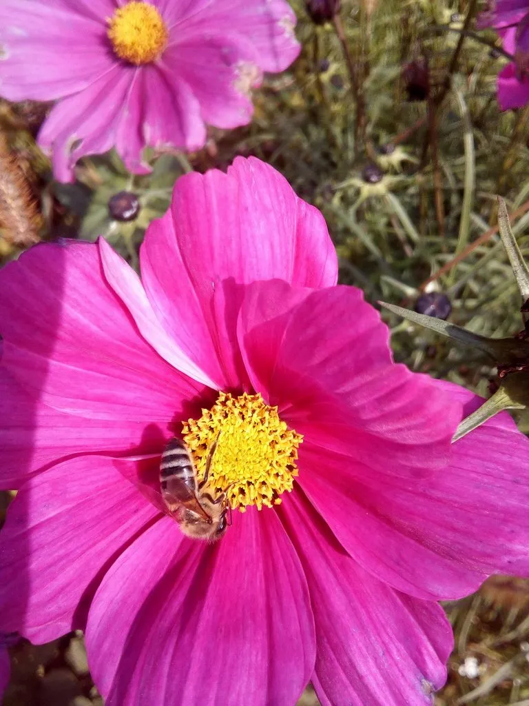 Чайная беседка