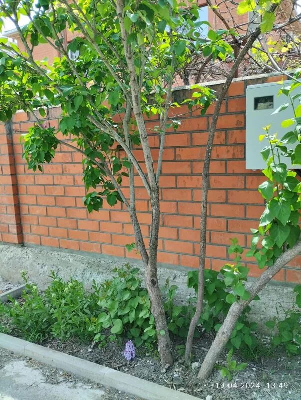 Кафе "У пани Сони"