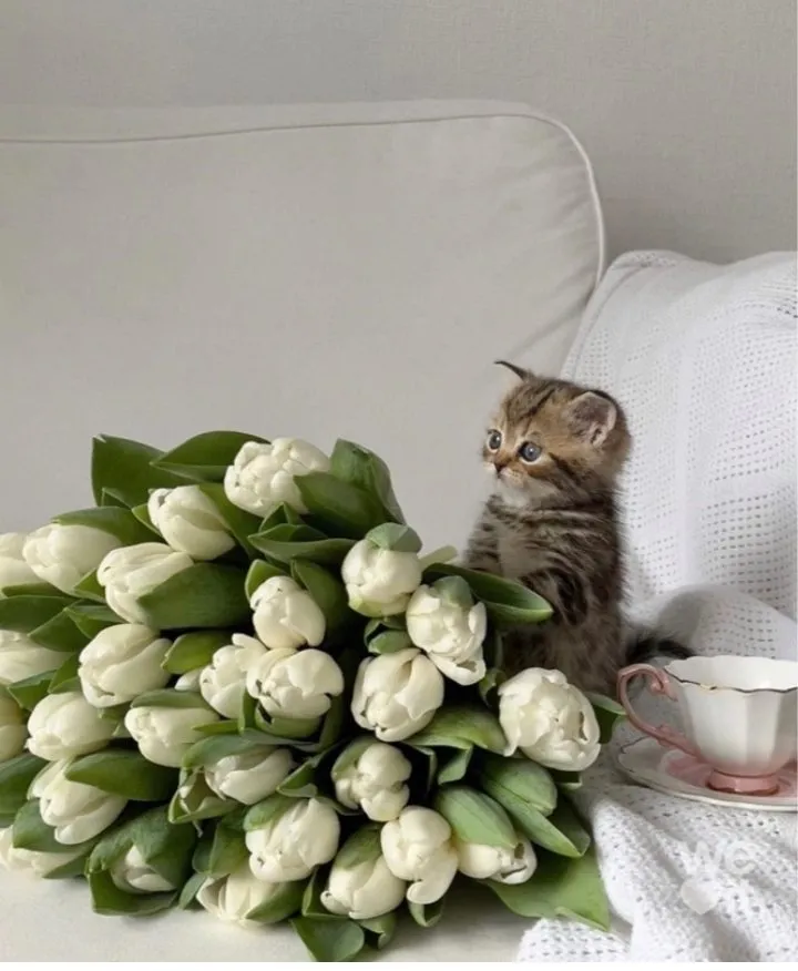 Кошичкина полиция