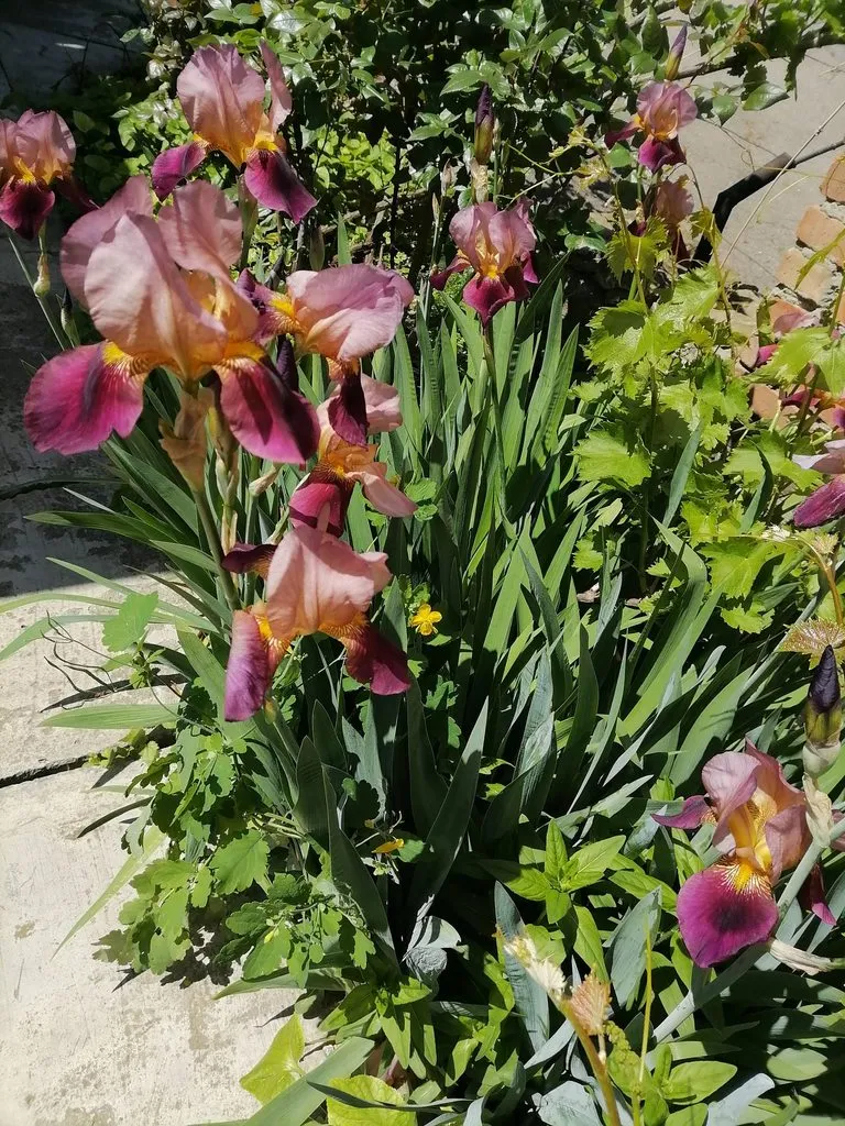 Чайная беседка