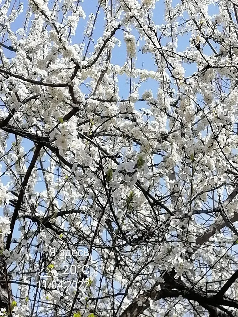 Чайная беседка