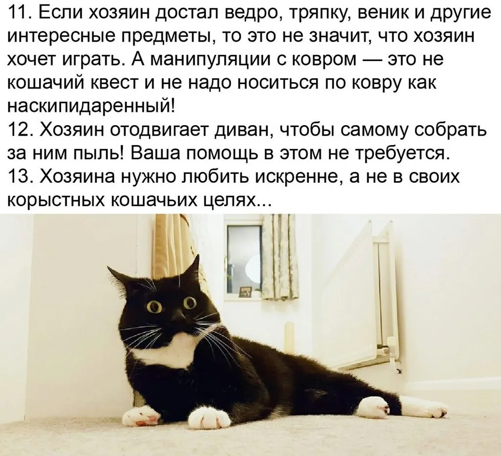 Кто сказал «Мяу»?