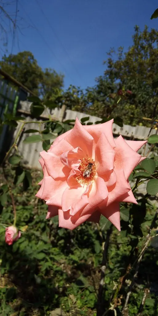 Чайная беседка