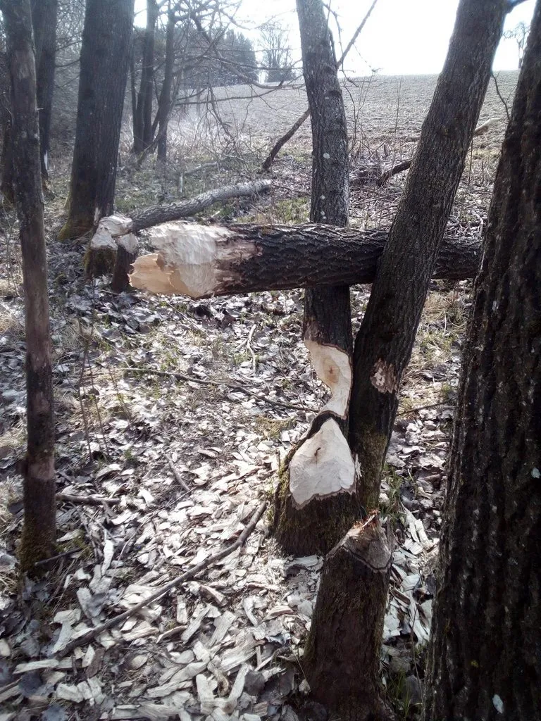 Tapтaлeтки & Ко