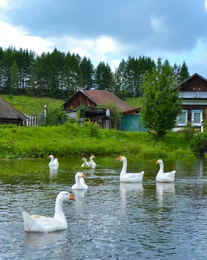 Чайная беседка