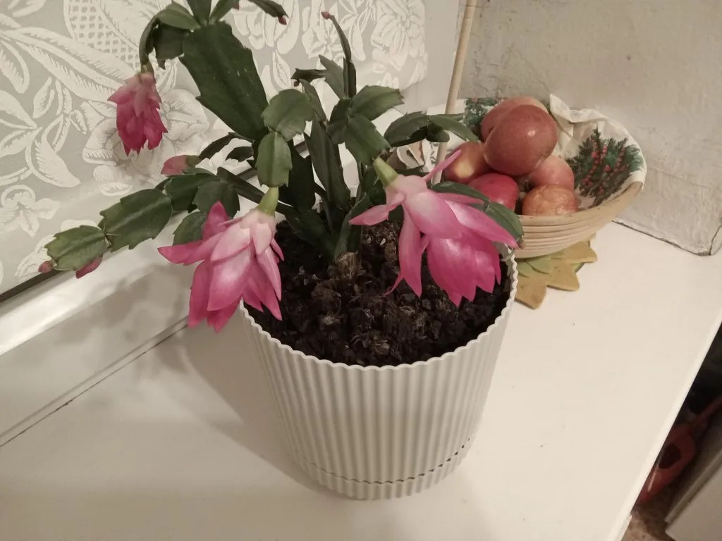 Зеленые любимцы