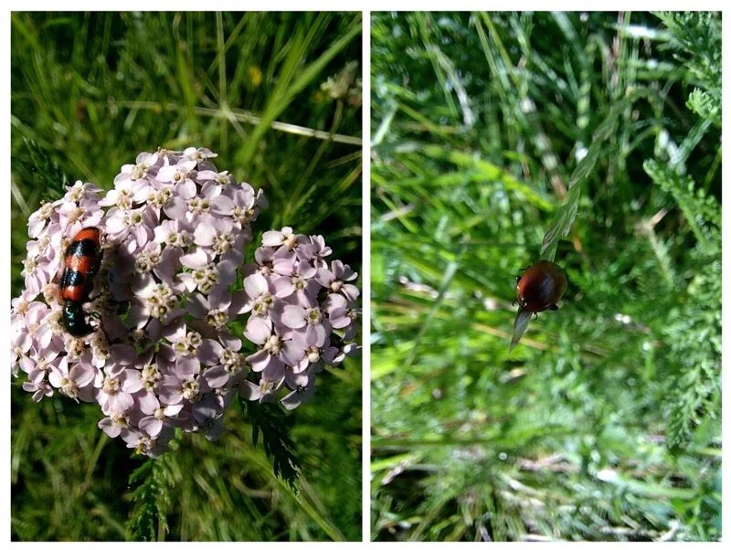 Чайная беседка