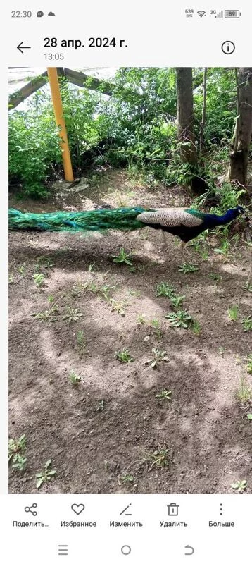 Чайная беседка