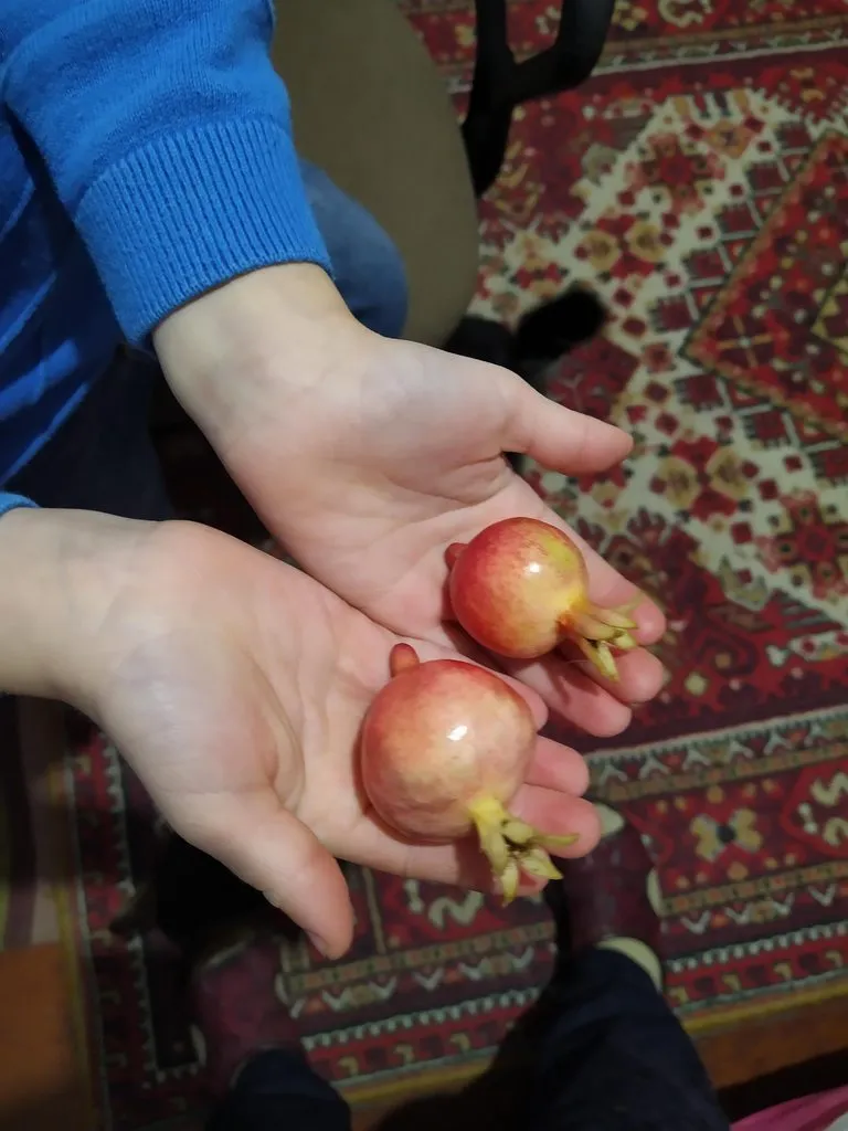 Чайная беседка