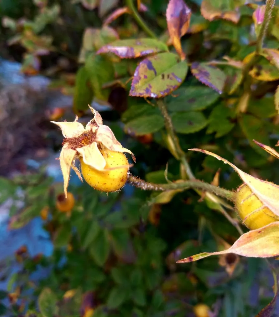 Чайная беседка