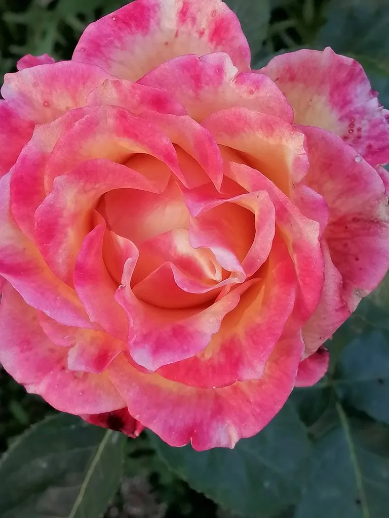 Tapтaлeтки & Ко