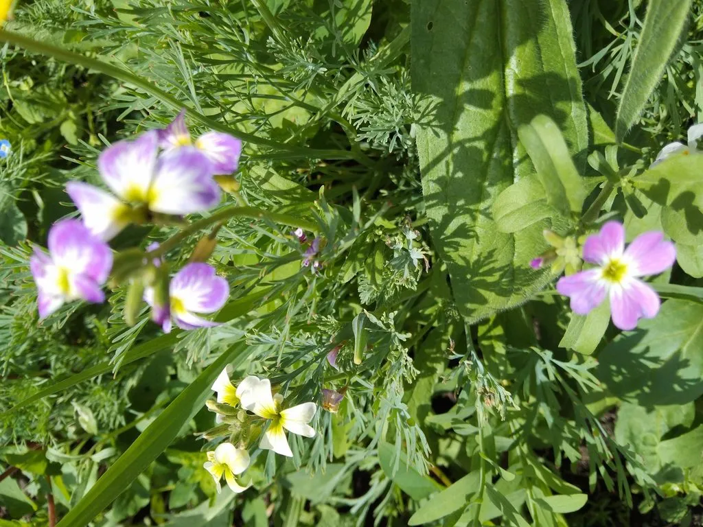 Чайная беседка