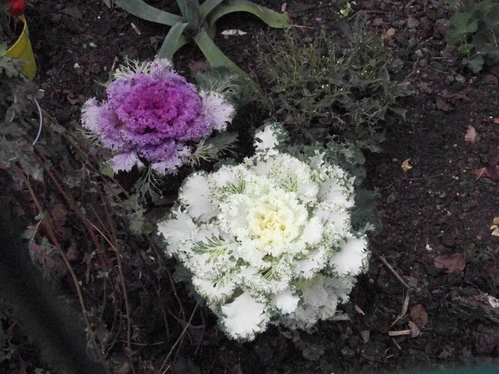 Чайная беседка