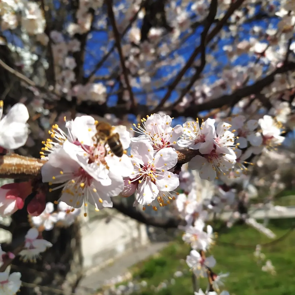 Чайная беседка